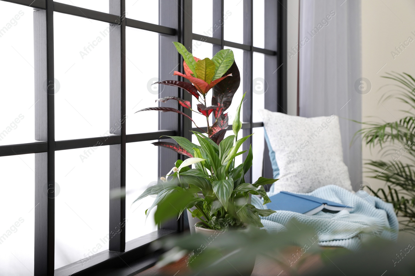 Photo of Different potted plants, blanket, book and pillow on window sill at home