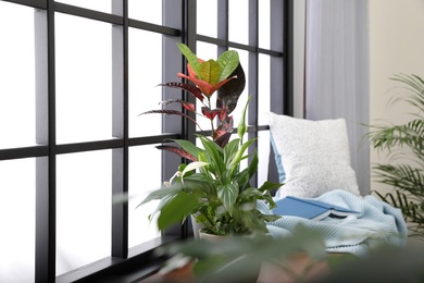 Different potted plants, blanket, book and pillow on window sill at home