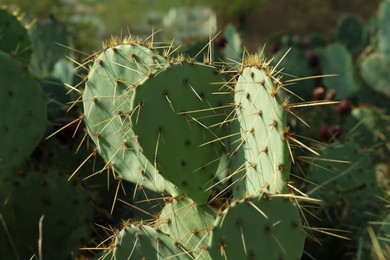Beautiful prickly pear cacti growing outdoors on sunny day, closeup