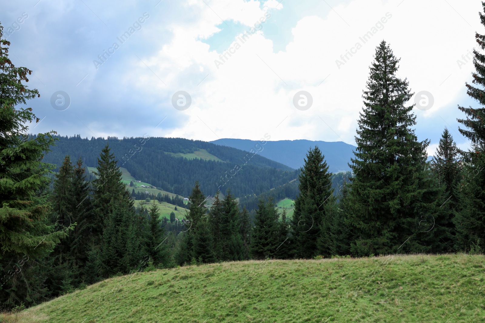 Photo of Picturesque landscape with conifer forest on mountain