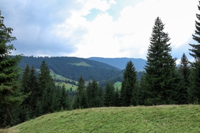 Photo of Picturesque landscape with conifer forest on mountain