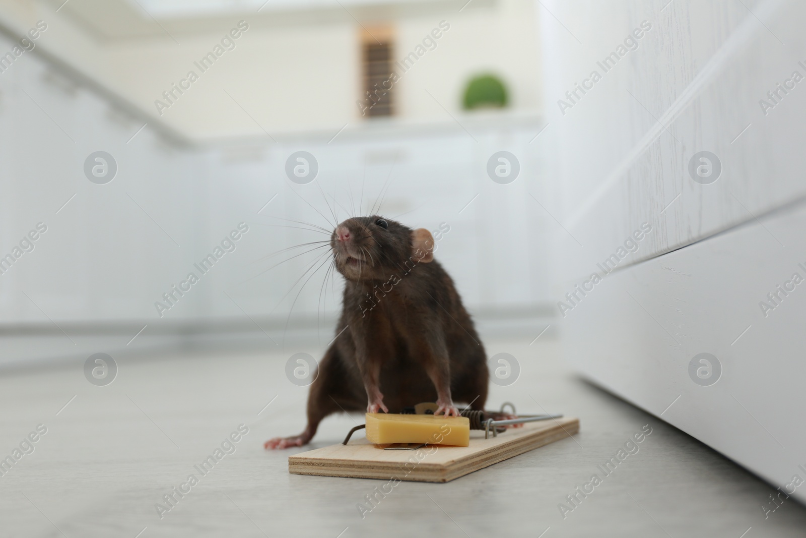 Photo of Rat and mousetrap with cheese indoors. Pest control