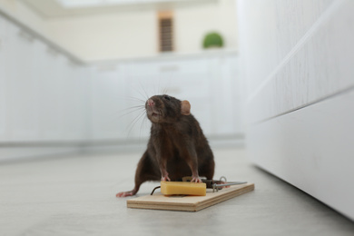 Photo of Rat and mousetrap with cheese indoors. Pest control