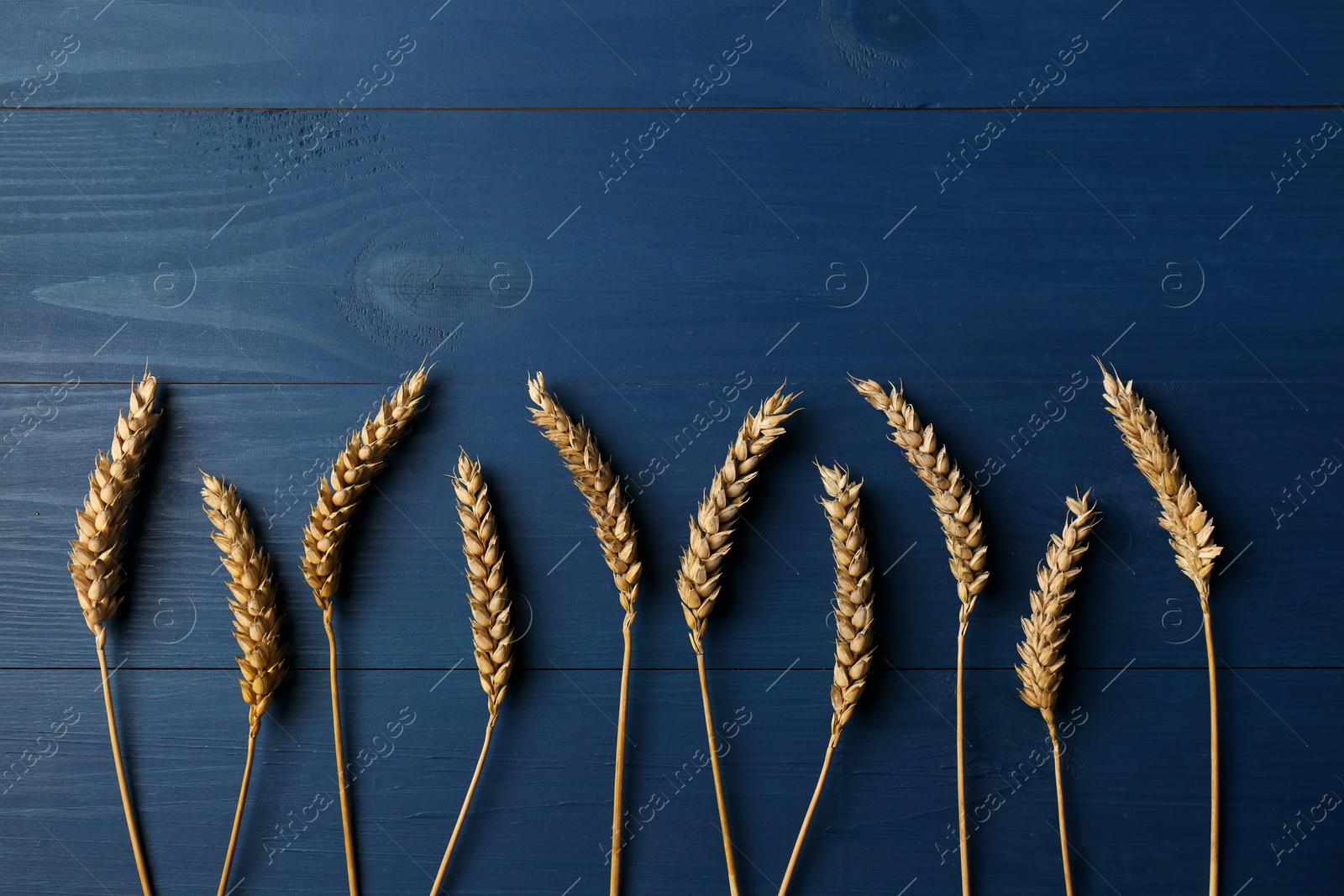 Photo of Ears of wheat on blue wooden table, flat lay