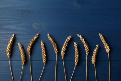 Photo of Ears of wheat on blue wooden table, flat lay