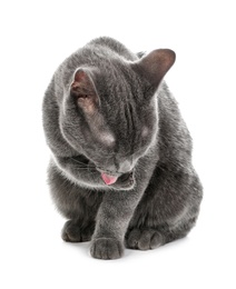 Adorable grey British Shorthair cat on white background