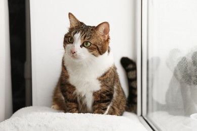 Photo of Cute cat on window sill at home. Adorable pet