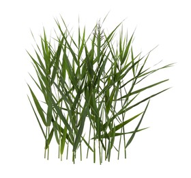 Photo of Beautiful reeds with lush green leaves and seed head on white background