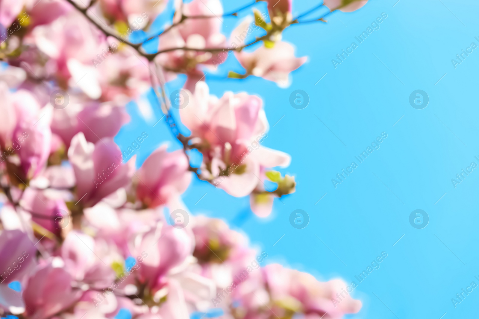 Photo of Blurred view of beautiful tree with pink blossom outdoors. Bokeh effect