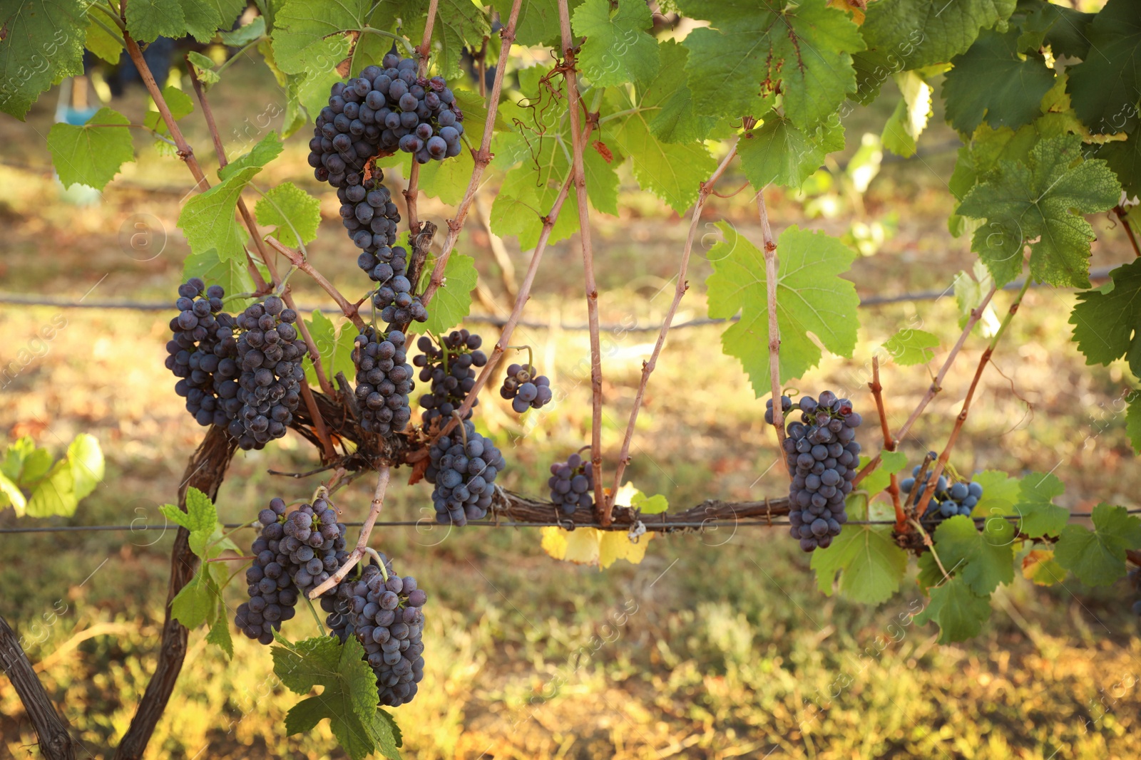 Photo of Delicious ripe grapes in vineyard. Harvest season