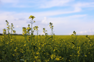 Photo of Closeup view of blooming rapeseed field. Agriculture industry
