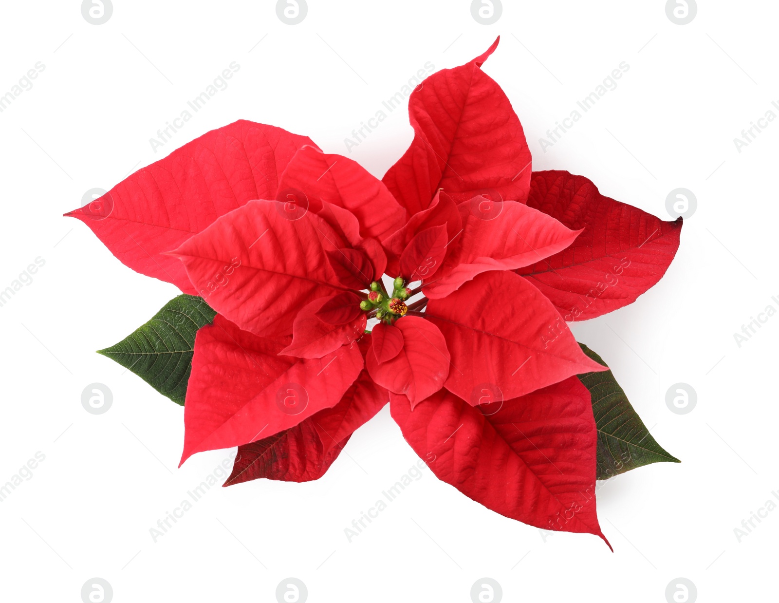 Photo of Beautiful Poinsettia isolated on white, top view. Traditional Christmas flower