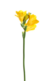 Beautiful yellow freesia flower isolated on white