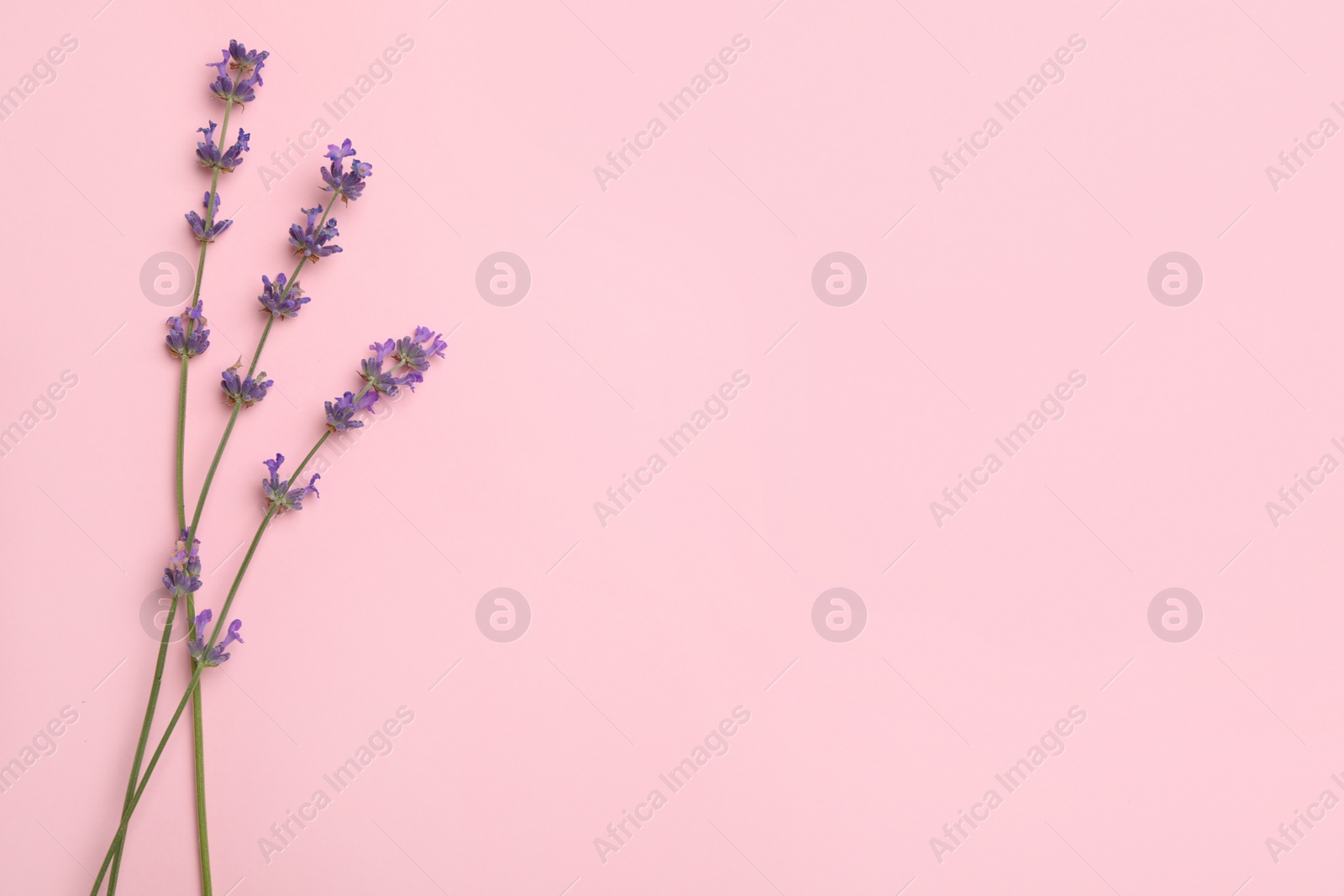 Photo of Beautiful lavender flowers on pink background, flat lay. Space for text