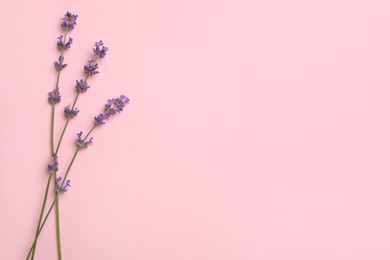 Beautiful lavender flowers on pink background, flat lay. Space for text