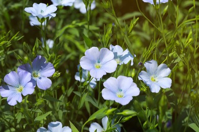 Photo of Beautiful blooming flax plants in field on sunny day