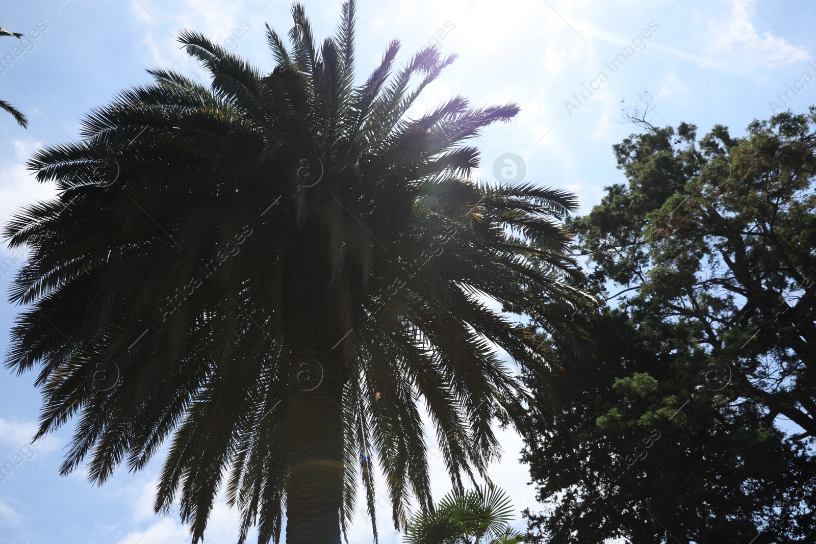 Photo of Beautiful palm and trees against blue sky