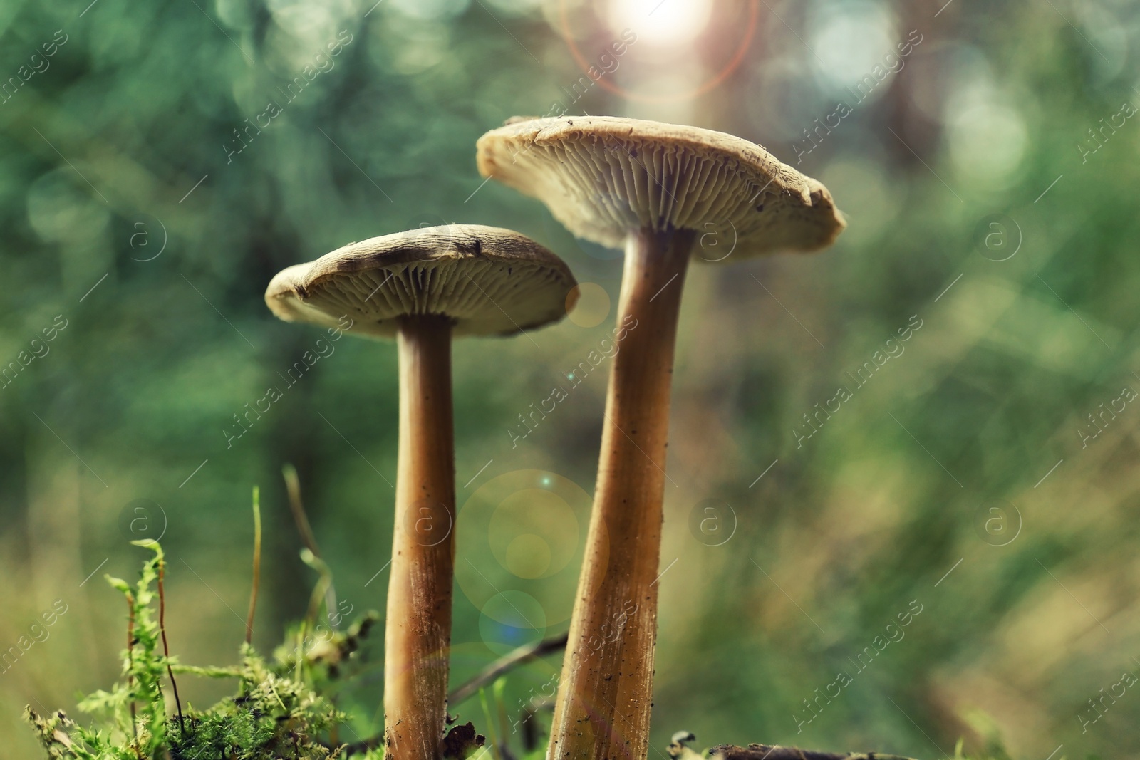 Photo of Mushrooms growing in wilderness on autumn day, closeup