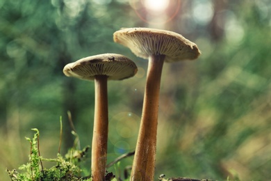 Photo of Mushrooms growing in wilderness on autumn day, closeup