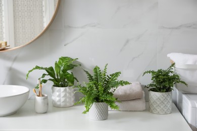 Beautiful green ferns, towels and toothbrushes on countertop in bathroom