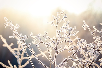 Photo of Dry plant covered with hoarfrost outdoors on winter morning