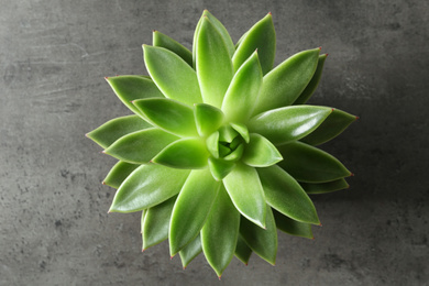 Photo of Beautiful echeveria on grey background, top view. Succulent plant