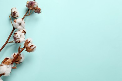 Photo of Dried cotton branches with fluffy flowers on turquoise background, flat lay. Space for text