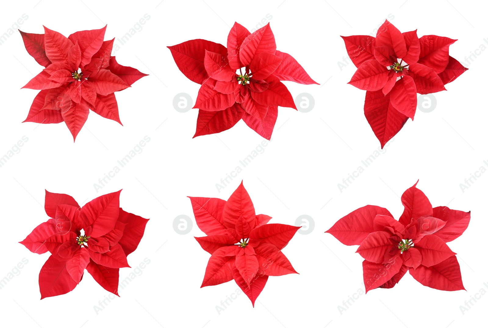 Image of Set of poinsettias on white background. top view. Christmas traditional flower