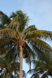 Beautiful palm tree with green leaves under clear sky, low angle view