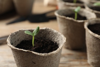 Photo of Young seedling in peat pot on table, closeup