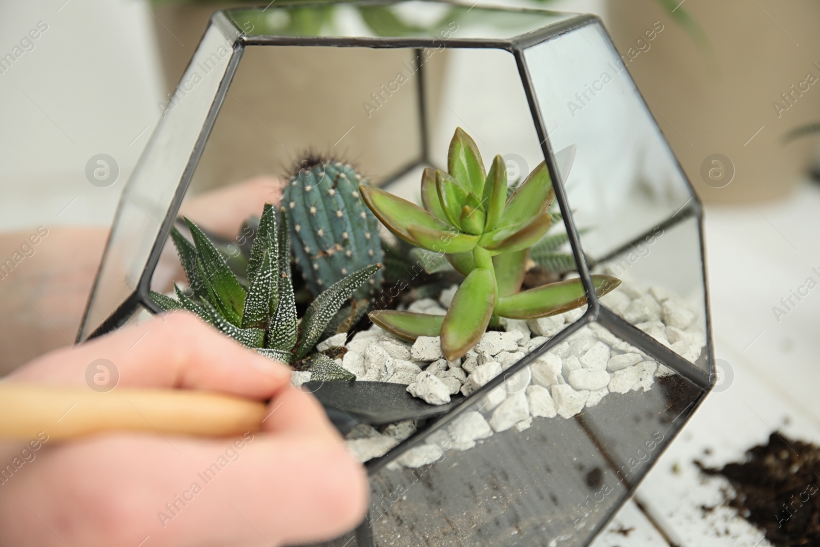 Photo of Woman transplanting home plants into florarium at table, closeup