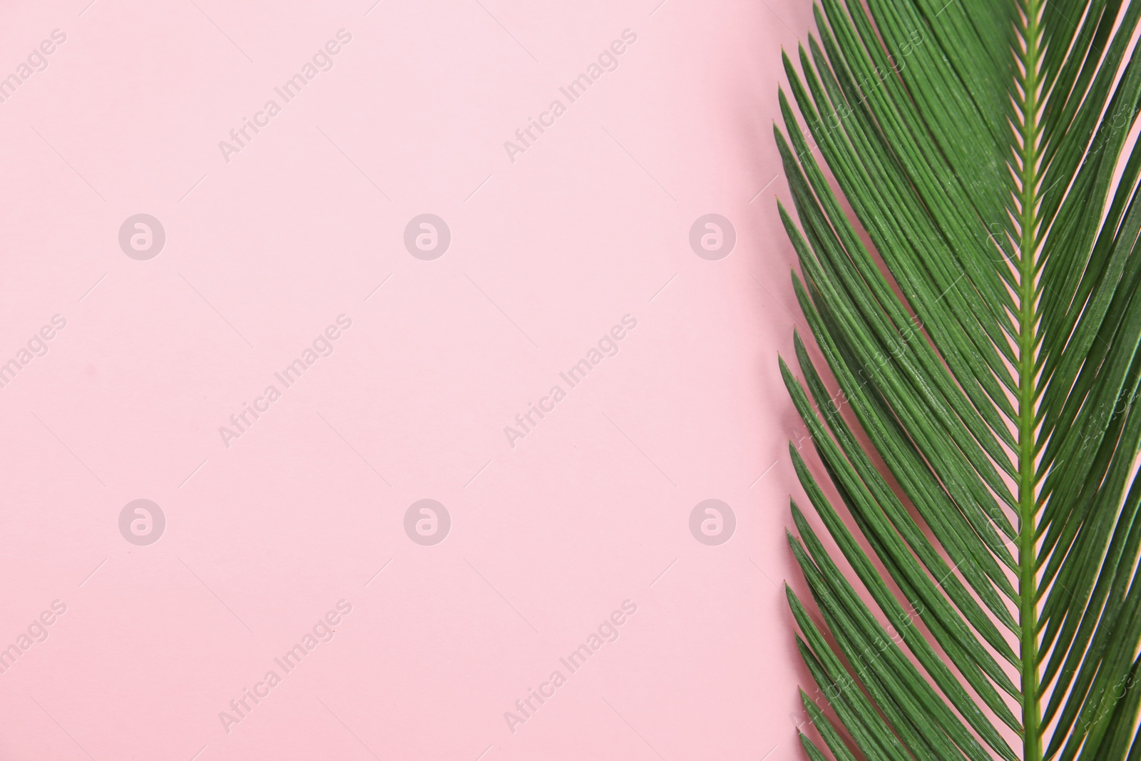 Photo of Flat lay composition with tropical leaves on color background