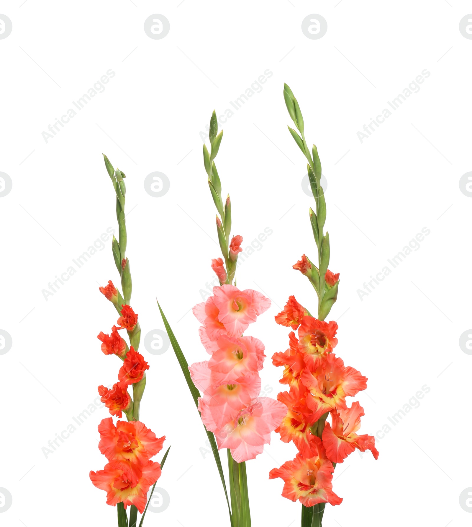 Photo of Beautiful color gladiolus flowers on white background