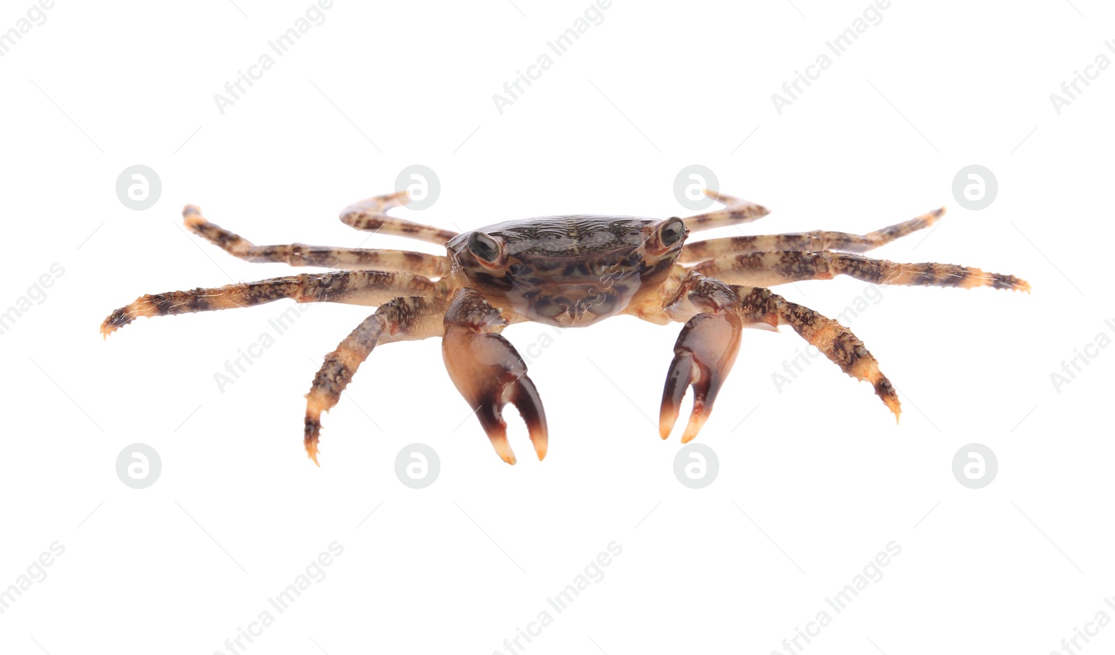 Photo of One fresh raw crab isolated on white