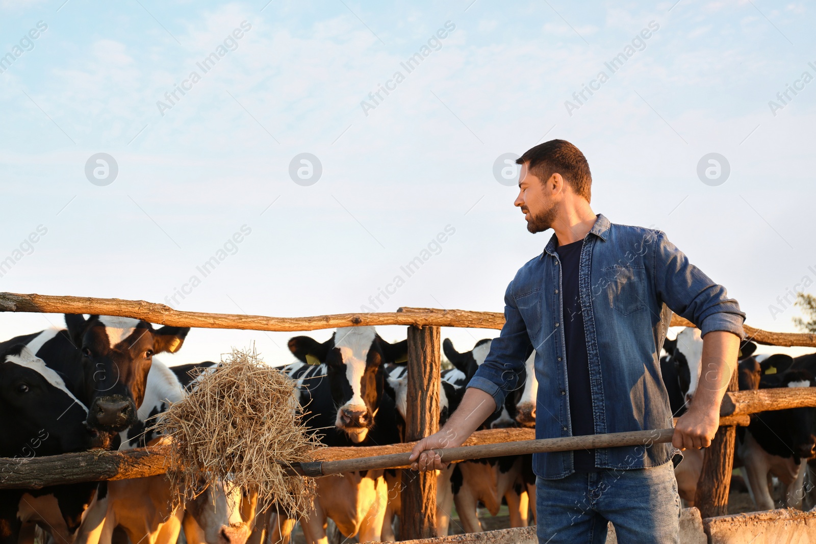 Photo of Worker feeding cows with hay on farm. Animal husbandry