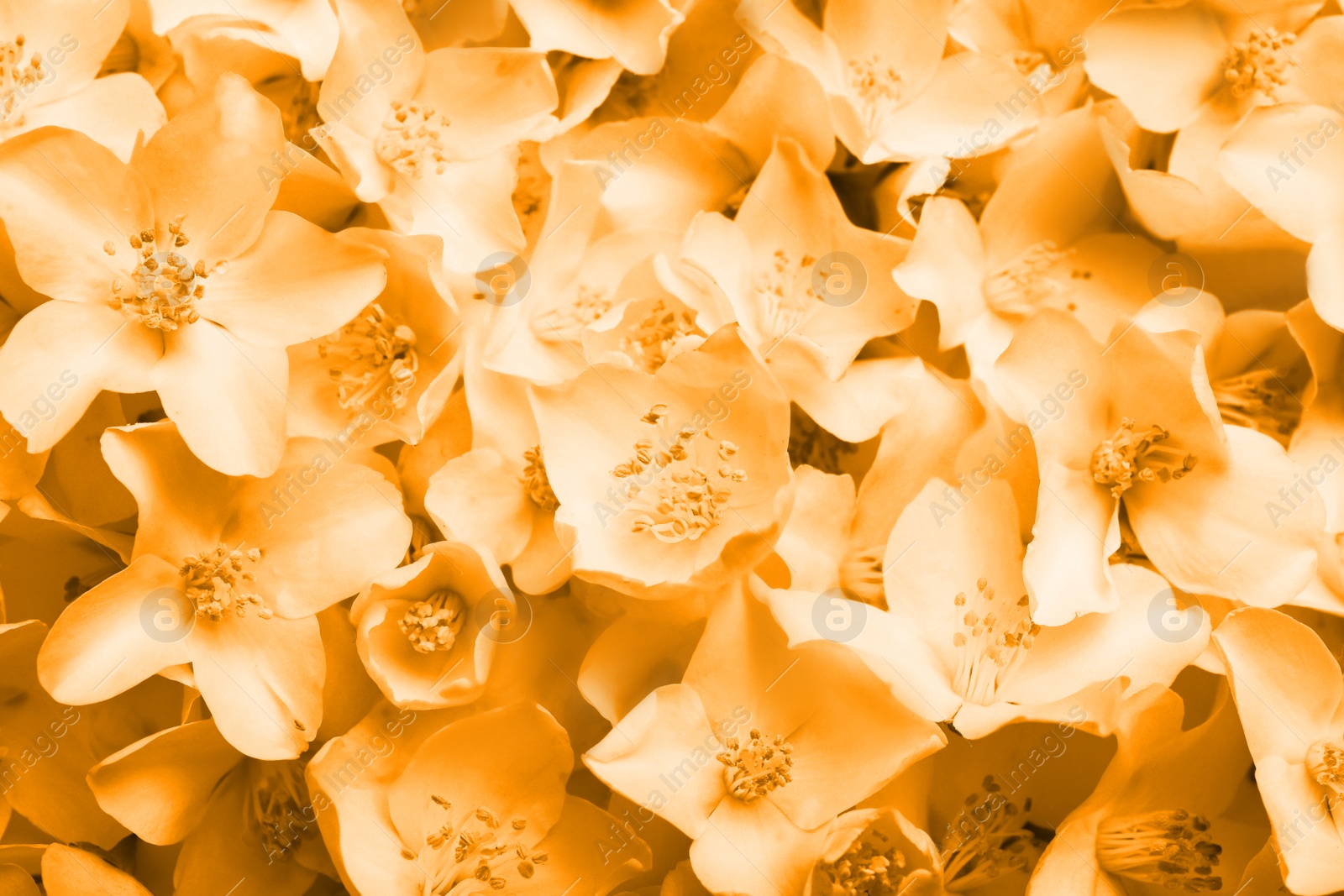 Image of Closeup of beautiful jasmine flowers, top view. Toned in orange