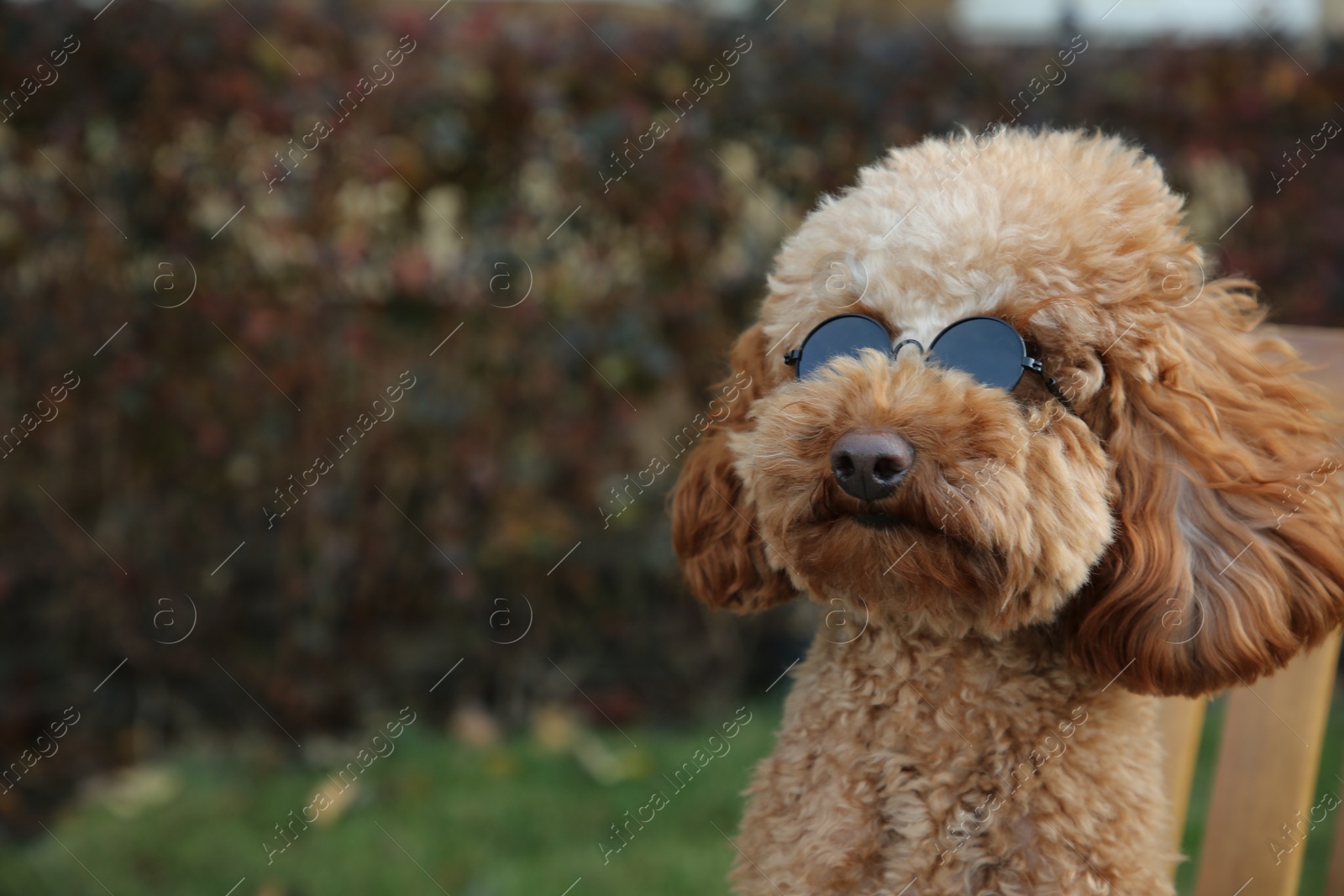 Photo of Cute fluffy dog with sunglasses outdoors. Space for text