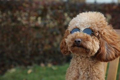 Photo of Cute fluffy dog with sunglasses outdoors. Space for text