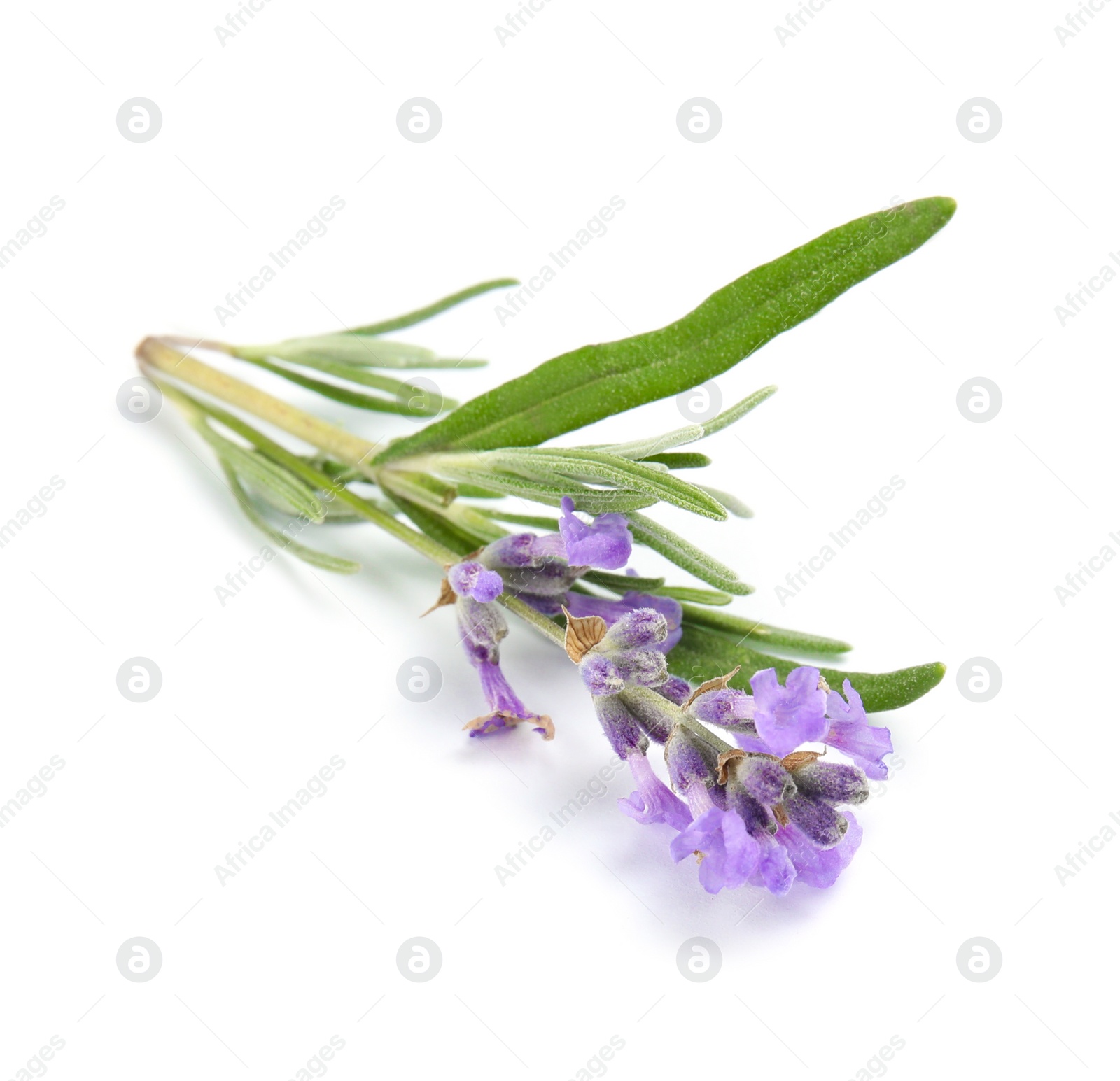 Photo of Beautiful blooming lavender flower on white background