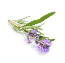 Photo of Beautiful blooming lavender flower on white background