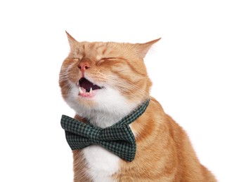 Cute cat with bow tie isolated on white