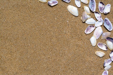 Photo of Many beautiful sea shells on wet sand, flat lay. Space for text