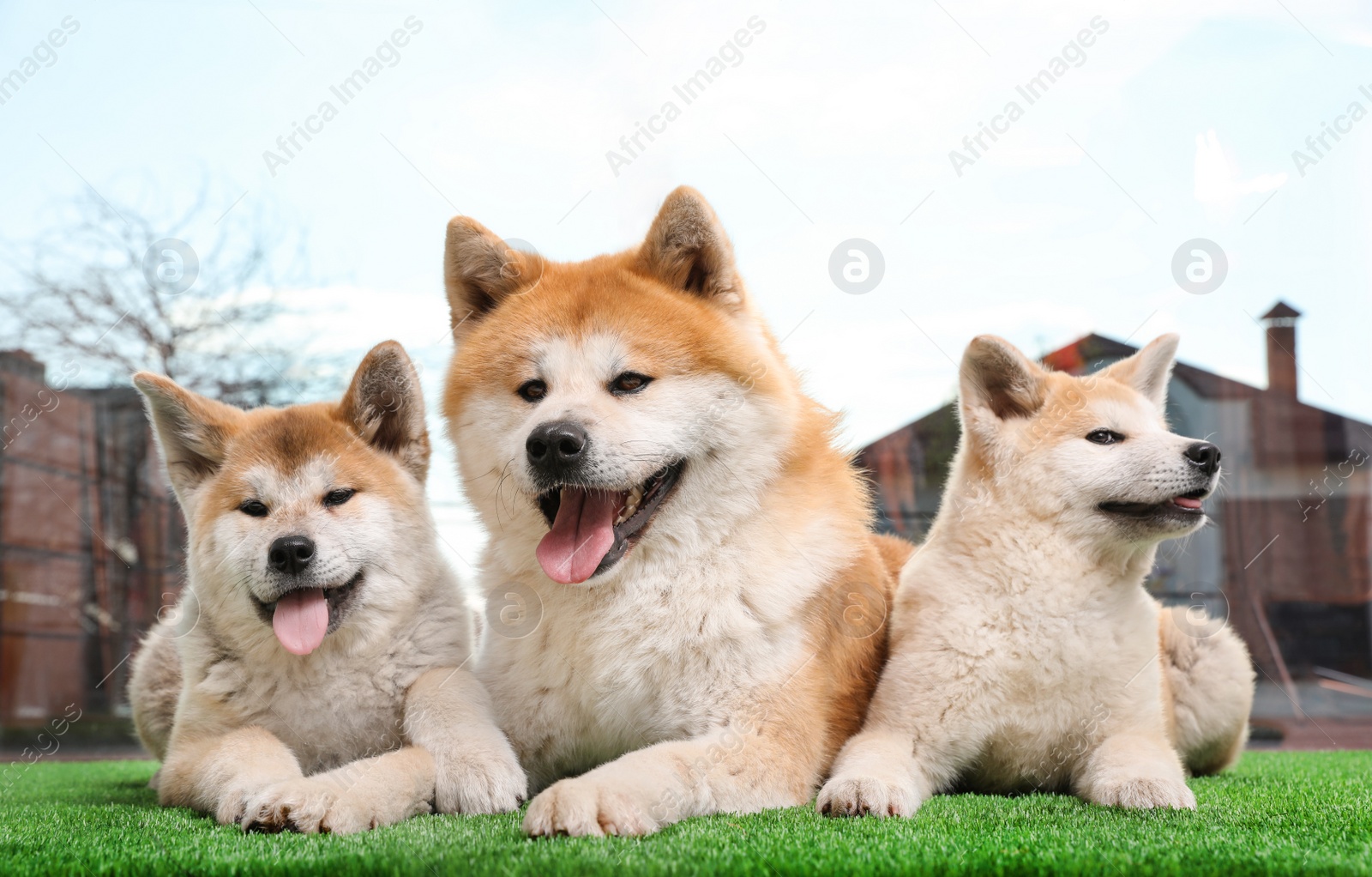 Photo of Adorable Akita Inu dog and puppies on artificial grass near window