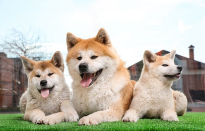 Photo of Adorable Akita Inu dog and puppies on artificial grass near window