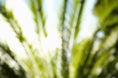 Photo of Blurred view of palm leaves on sunny day outdoors. Bokeh effect