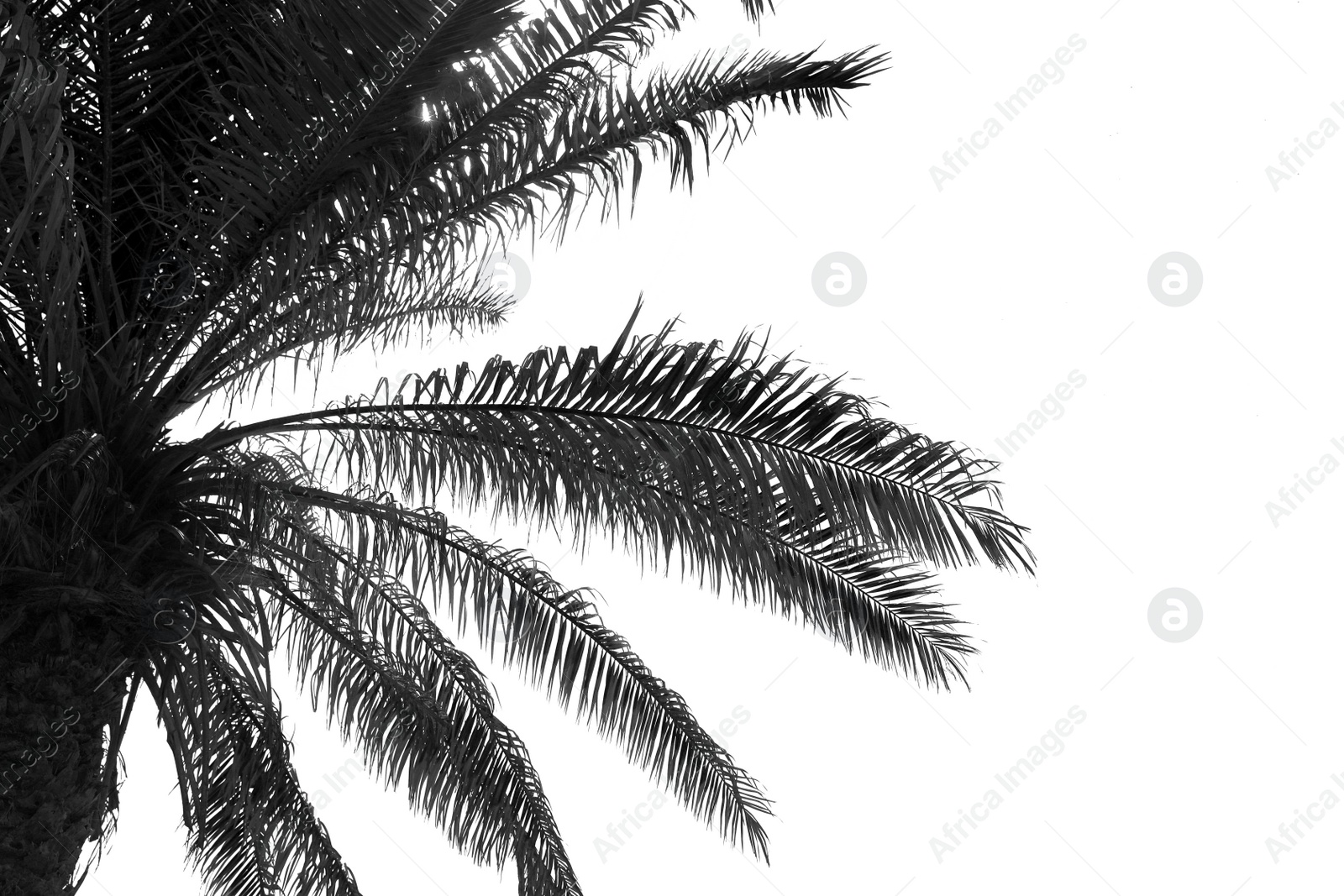 Image of Palm with lush foliage on light background. Black and white tone