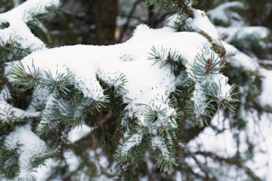 Photo of Coniferous branches covered with fresh snow, closeup