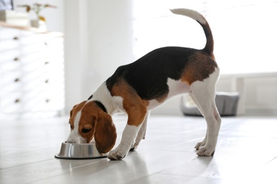 Cute Beagle puppy eating at home. Adorable pet