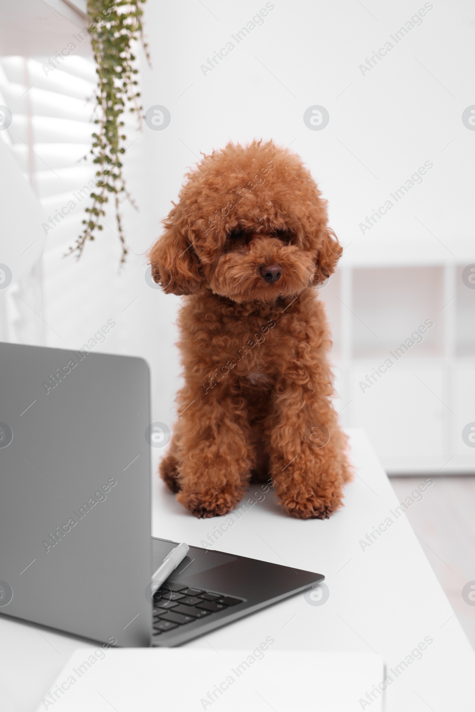 Photo of Cute Maltipoo dog on desk near laptop at home