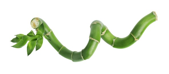 Photo of Piece of beautiful green bamboo stem on white background, top view